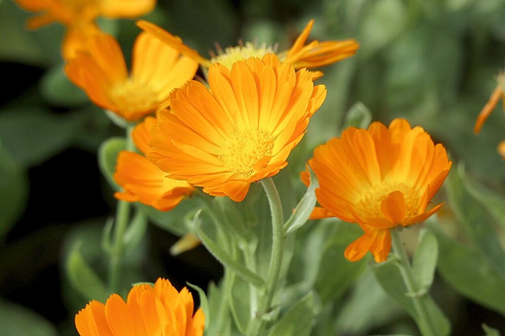 měsíček lékařský, calendula officinalis, květ, léčení, léto, calendula officinalis, calendula officinalis, calendula officinalis, calendula officinalis, calendula officinalis