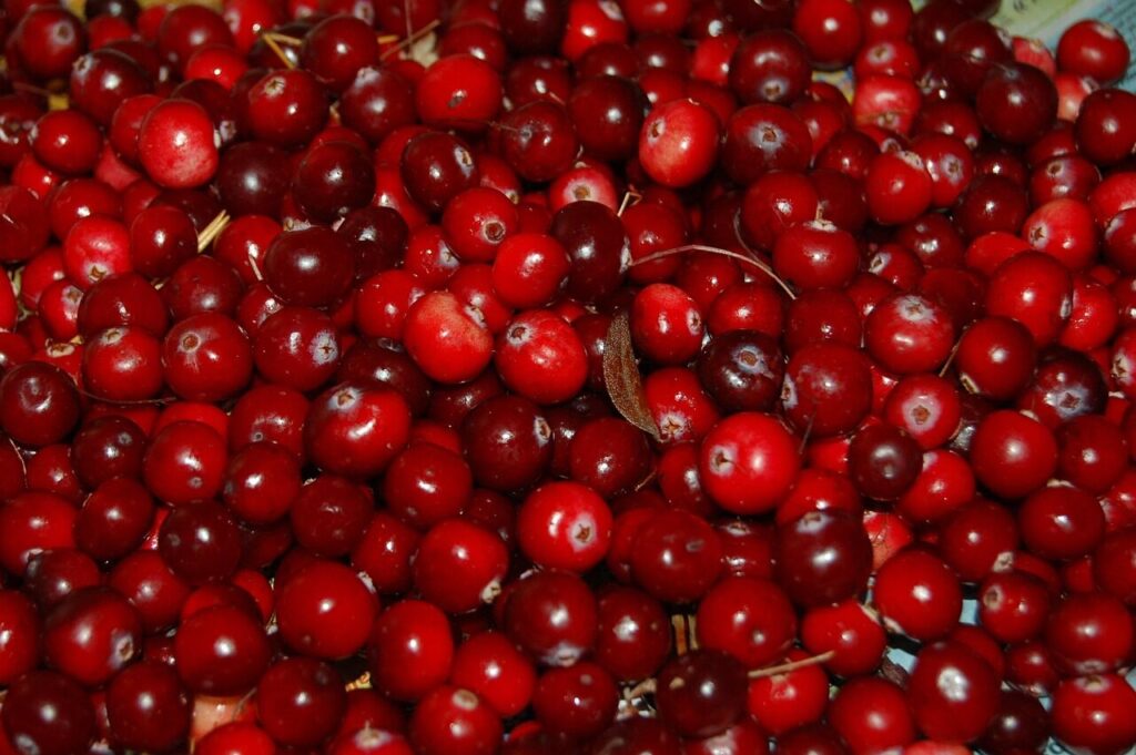 cranberry, berry, red, fruit, autumn, swamp, cranberry, cranberry, cranberry, cranberry, cranberry