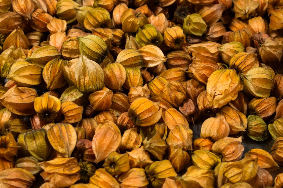 A vibrant collection of ripe Cape Gooseberries showcasing their unique texture and color.